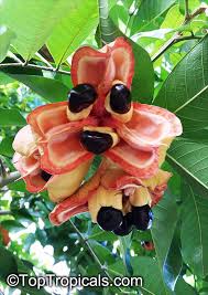 Image result for Blighia