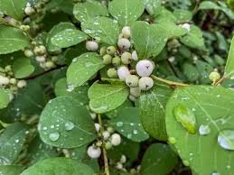 Image result for Flueggea virosa