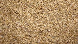 pearl millet.JPG