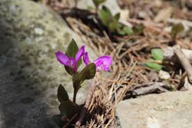 Image result for Polygala friesii