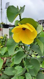 Image result for Hibiscus tiliaceus