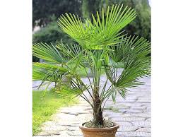 Pin On Pflanzen Garten