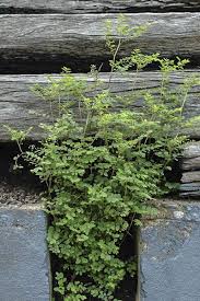 Image result for Phyllanthus tenellus