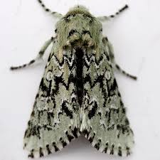 Image result for Fadogia gossweileri