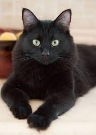 And Here She Is All Ready To Do A Vulcan Mind Meld Blackcats Beautiful Cats Pretty Cats Cats