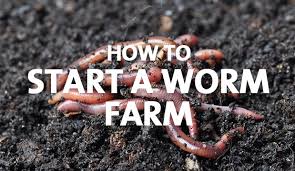 Can you put worm farm worms in the garden. How To Start A Worm Farm Palmers Garden Centre