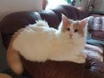 Turkish Van - Price, Personality, Lifespan - Cat Breeds List