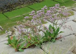 Image result for Limonium vulgare