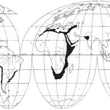 Image result for Aizoon schellenbergii