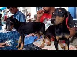 European doberman puppies for sale in kolkata. Best Quality Doberman Puppies At Galiff Street Kolkata L Doberman Rs 10000 Youtube