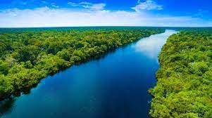 Check spelling or type a new query. Brazil Has Been Slowing The Destruction Of The Amazon Rainforest
