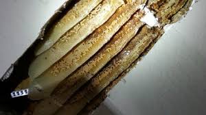 Thorough inspections of your home. Best 15 Pest Control Exterminators In Ahwatukee Az Houzz