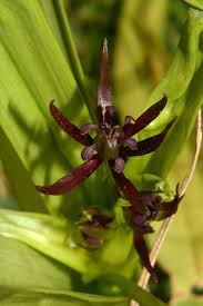 Image result for Iphigenia pauciflora