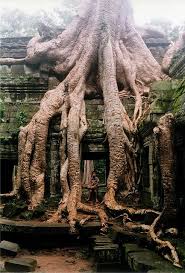 Portrait With Roots Nature Tree Beautiful Tree
