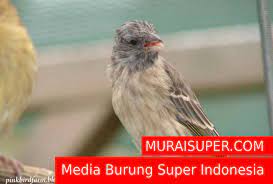 Tips Perawatan Agar Kenari Bakalan Supaya Rajin Berbunyi Kenari Tips Burung