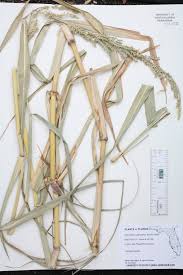 Image result for Pseudechinolaena polystachya