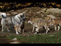 Get a dose of reality, please! Wolf Vs 12 Month Alabai Dog Youtube