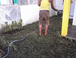 Di indonesia sendiri, rumput gajah mini menjadi idola untuk menghias taman rumah. Cara Penanaman Rumput Gajah Mini Secara Sederhana