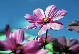 Check spelling or type a new query. Direct Sow Flowers Gardening Doesn T Get Any Easier Than This Chicago Tribune