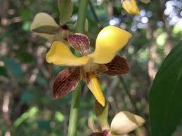 Image result for Eulophia streptopetala