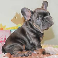 Advertise, sell, buy and rehome french bulldog dogs and puppies with pets4homes. Pin On Frenchies