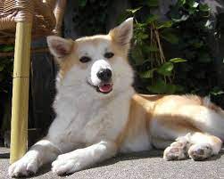 Our Icelandic Dog Cute Animals Dogs Cute Dogs