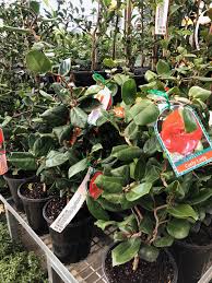 Camelia Curly Lady Plants Curly Shed
