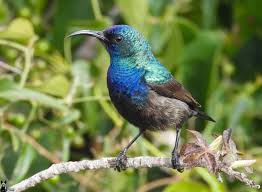 'Sometimes I wonder if I'll come back': Palestinian birdwatchers defy danger  to scan the skies | Palestinian territories | The Guardian