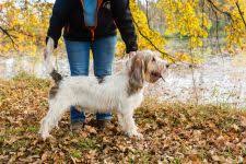 Image result for velký vendéeský hrubosrstý honič