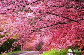 Top 10 Viewing Spots For Cherry Blossom In China China Com Cherry Blossom Blossom China