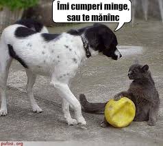 Image result for caine pisica
