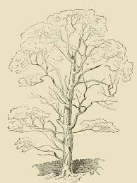 Vintage Tall Tree Drawing And Sketch Tree Drawing Palm Trees Painting Landscaping Trees