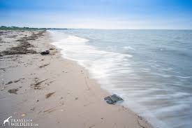 How To See A Zillion Horseshoe Crabs Spawning In The