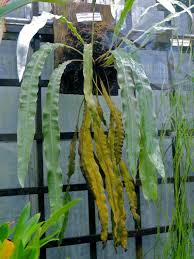 Image result for Elaphoglossum