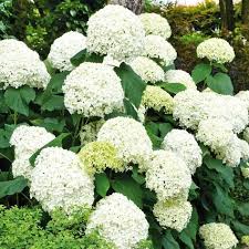 Ball Hortensie Annabelle Jetzt Bestellen Bei Hortensien Garten Hortensien Hortensien Winterhart