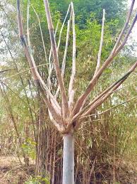 Check spelling or type a new query. Bambu Unik Se Indonesia Posts Facebook