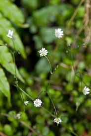 Image result for Stellaria sennii