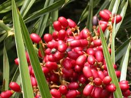 Image result for Faroa pusilla