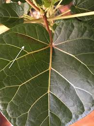 Image result for Ficus abutilifolia