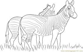 The original format for whitepages was a p. Two Zebras Walking Together Coloring Page For Kids Free Zebra Printable Coloring Pages Online For Kids Coloringpages101 Com Coloring Pages For Kids