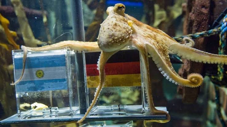 La inteligencia de los pulpos. Parte 1. ¿Un pulpo puede predecir el futuro? - La BioZona Blog