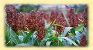 Image result for Sorghum bicolor