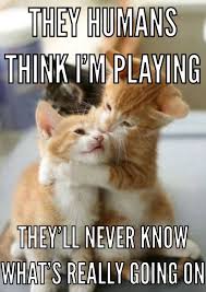 Pin By Morgan Mccabe On Hilarious Animals Funny Dog Memes Cute Animals Cute Animal Memes