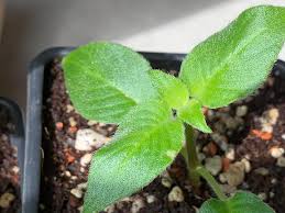 Image result for Streptocarpus buchananii