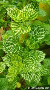 Image result for Asystasia vogeliana