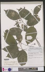 Image result for Rinorea angustifolia