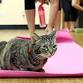 Yoga with Cats - Sunday mornings