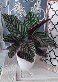 Calathea Plant Popular Species And Care Tips Calathea Plant Green Flower Pots Plants