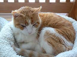 Normally, the euthanasia solution is injected into a leg vein, often through a catheter that is placed in the vein. The Decision To Euthanize A Pet A Vet S Perspective