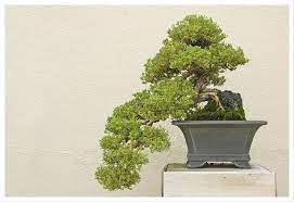 Nana Kennett Square Pa Japanese Garden Bonsai Longwood Gardens